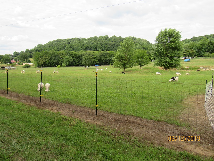 12 June 2019 West center paddock.JPG