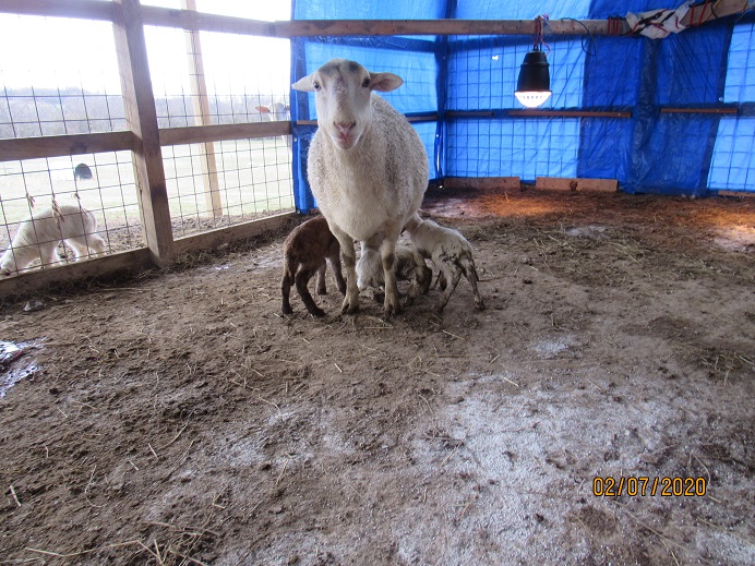 122 two ewes one ram 7 Feb 2020.JPG