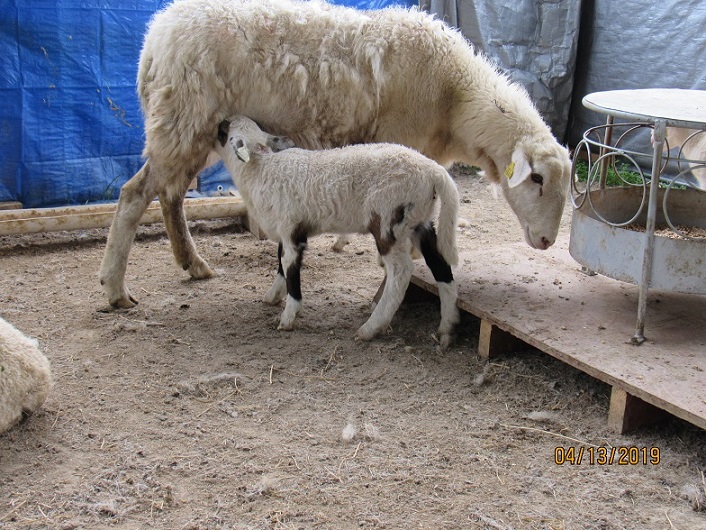 13 Apr 2019 18-48 and ram lamb.JPG