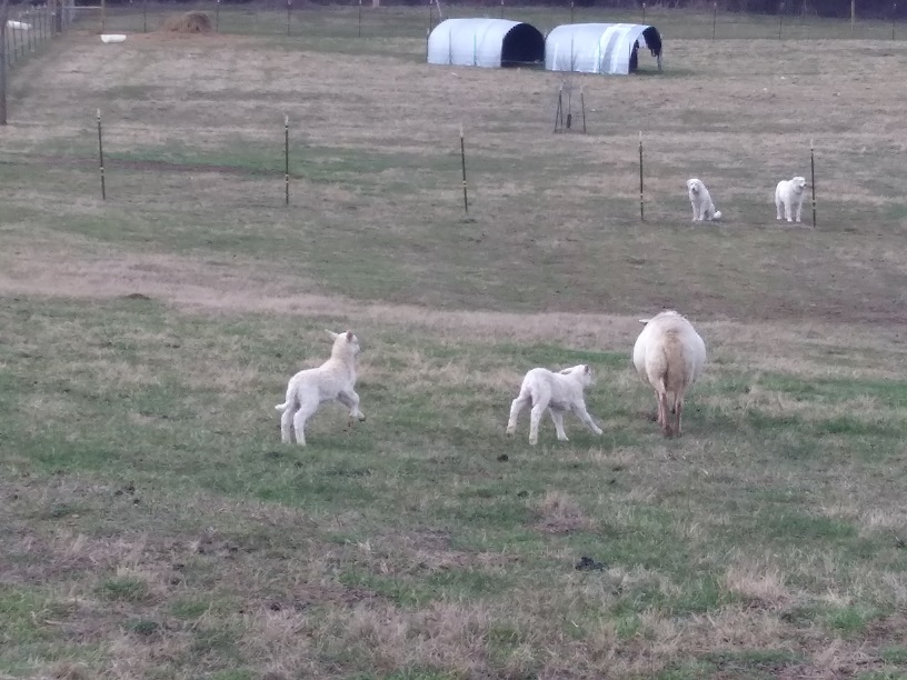 13 Feb 2018 lambs jumping.jpg