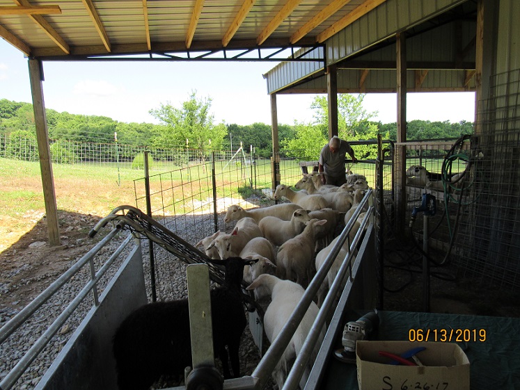 13 June 2019 1st in chute.JPG