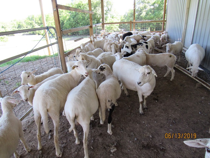 13 June 2019 sheep waiting.JPG