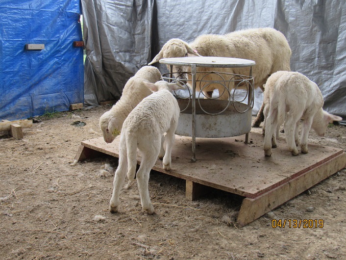 13Apr 2019 lambs at creep feeder.JPG