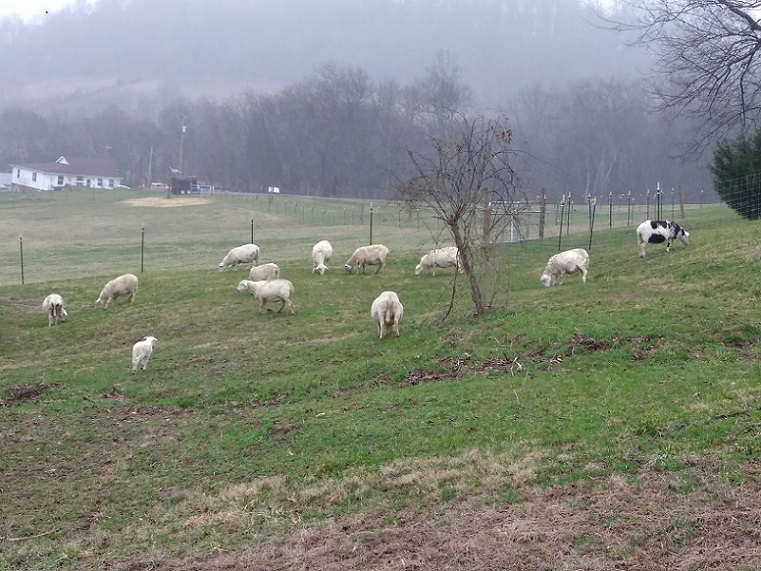 17 Feb 2018 Sheep.jpg