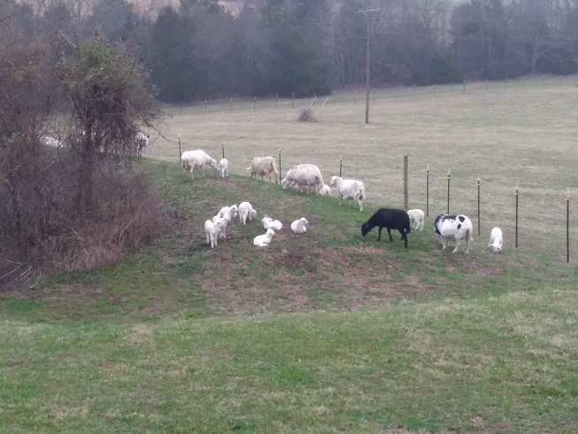 17 Feb 2018 Sheep2.jpg