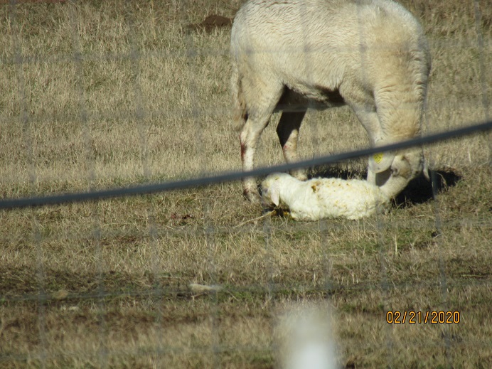 1818 lamb 21 Feb 2020.JPG