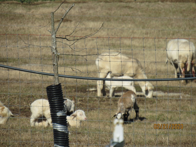 1818 lamb 30 minutes old 21 Feb 2020.JPG