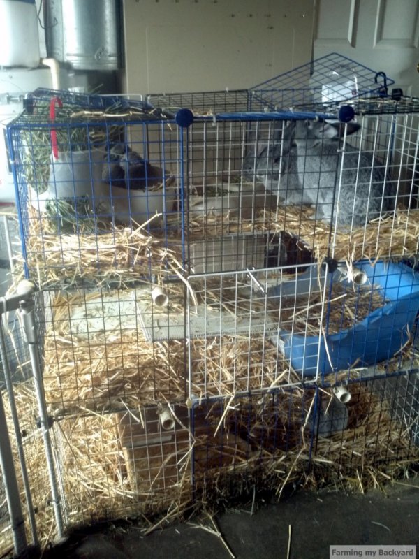 2-Colony-Raising-Rabbits-@-Farming-My-Backyard-768x1024.jpg