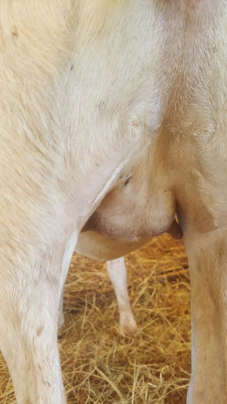 First timer udder development. | BackYardHerds - Goats, Horses, Sheep, Pigs  & more