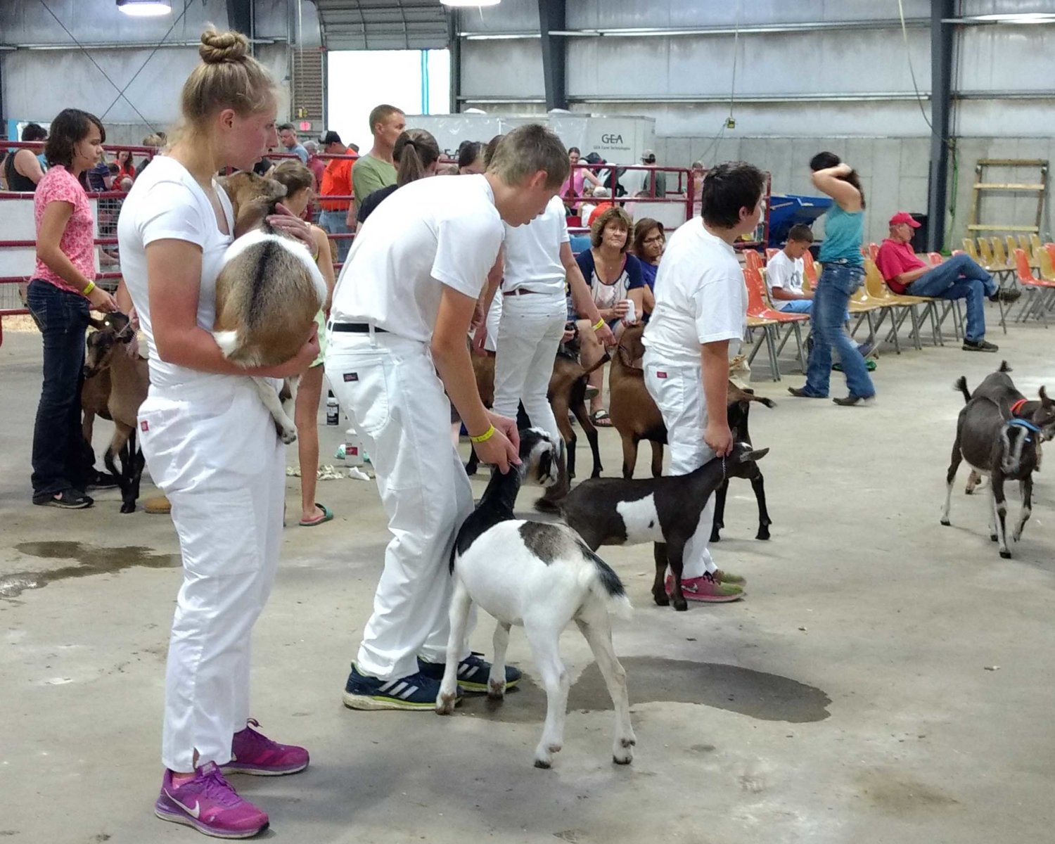 2017 Dane Co Fair-goat show-Int.-7-22-2017-c.jpg