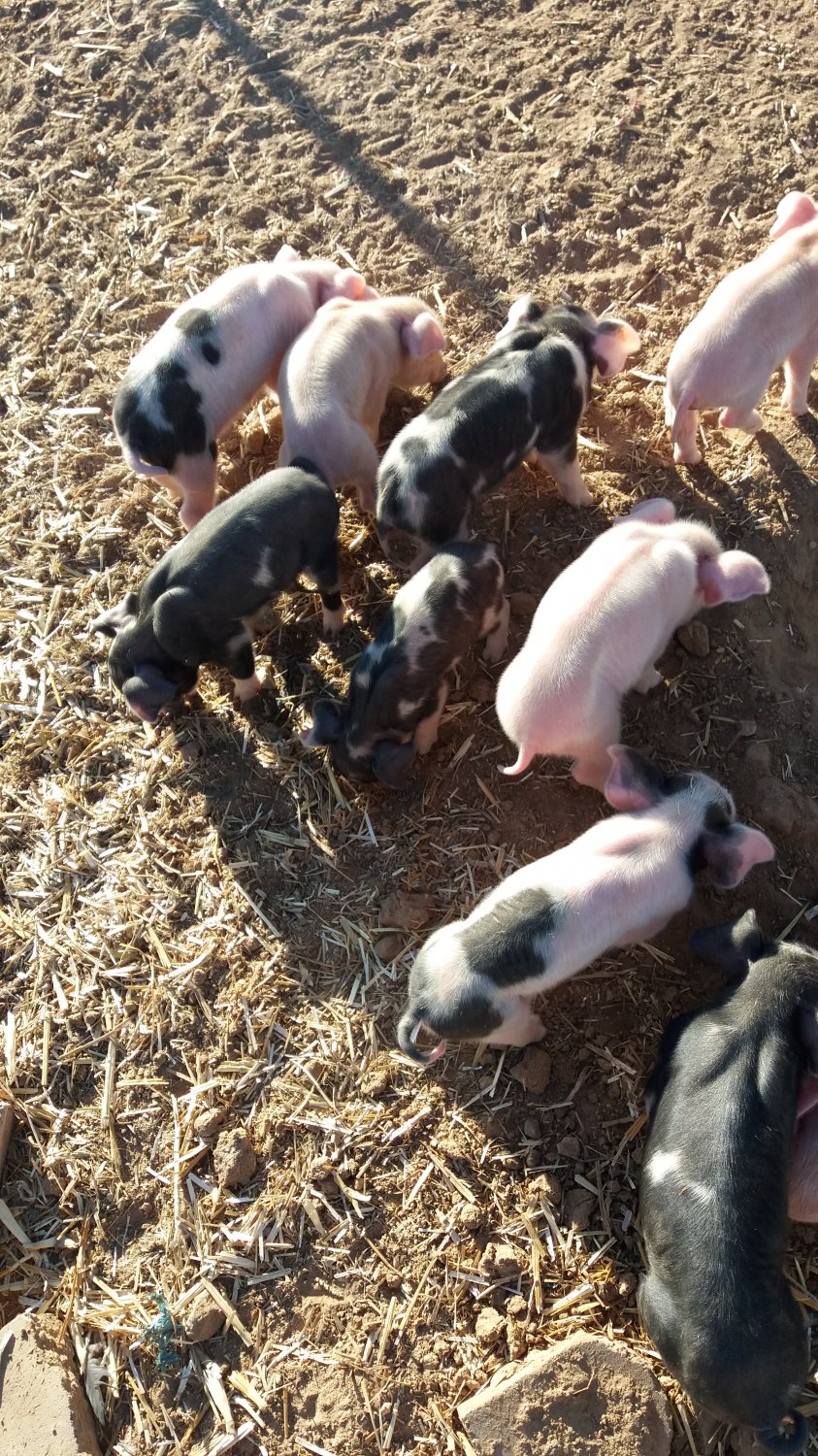 Is the runt always doomed & is this discharge normal? BackYardHerds