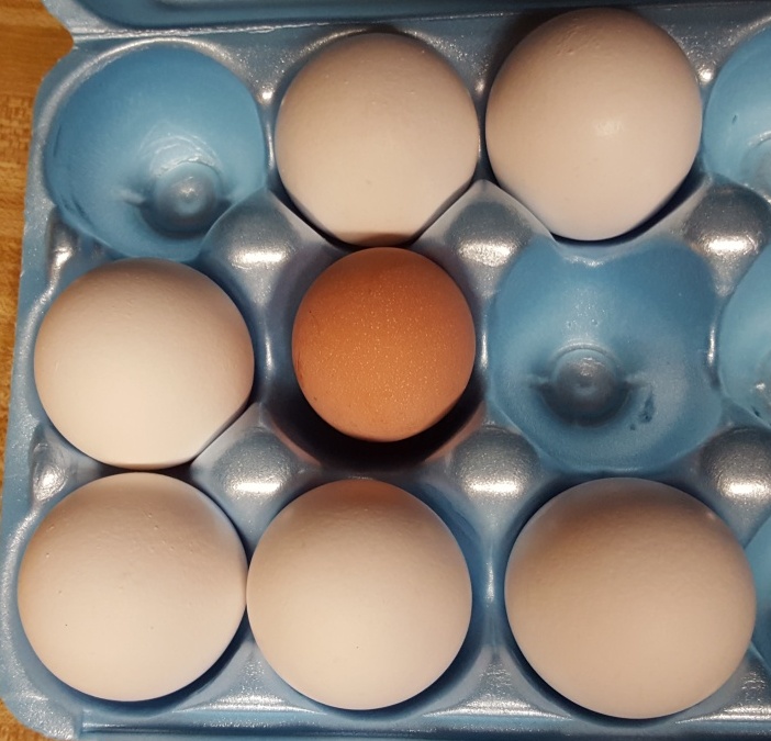 2018-11-14 first egg.jpg