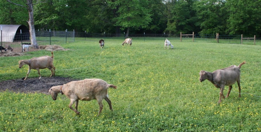 2018-4-26 grazing #1.JPG