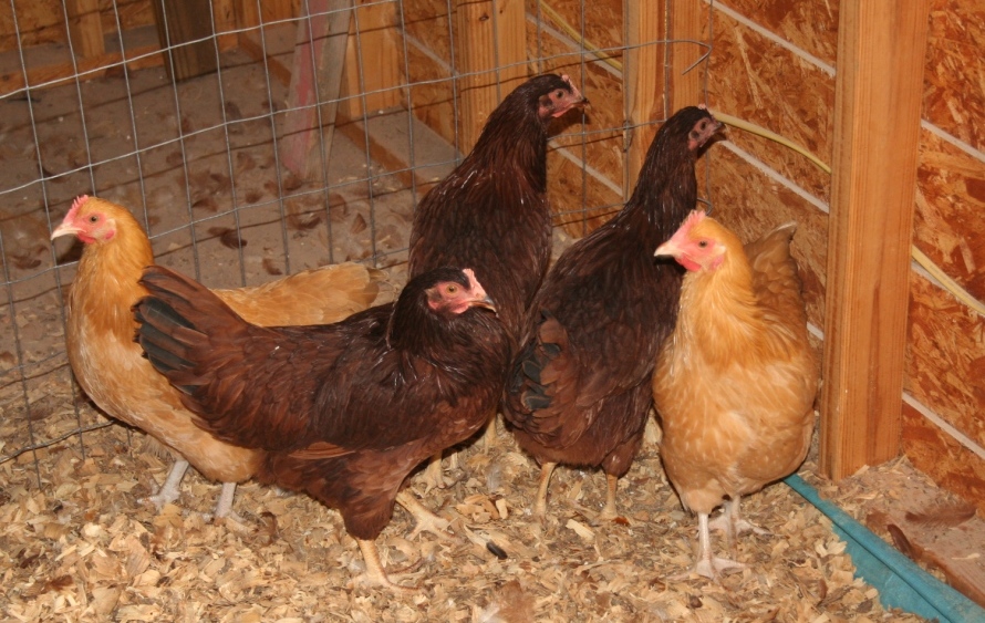 2018-9-21 5 hens.JPG