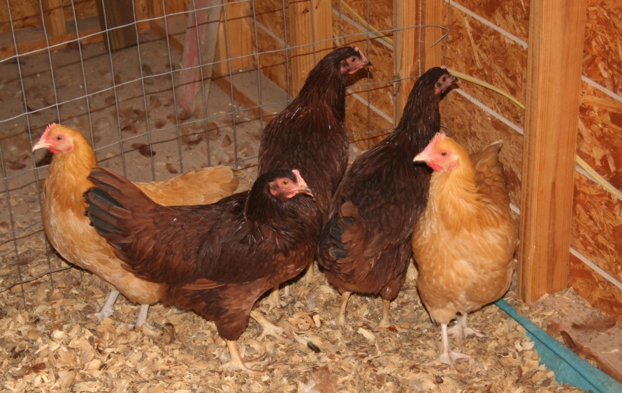 2018-9-21 5 hens.JPG