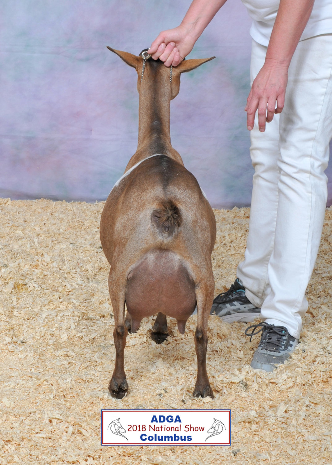 2018 National Show Udder.jpg