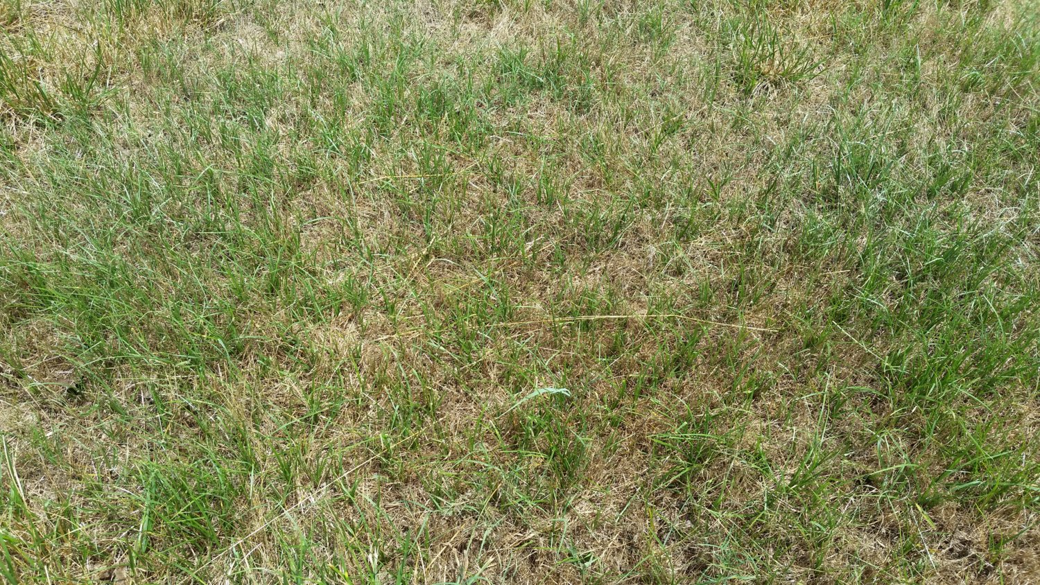 20180619_132653_grass_2.jpg