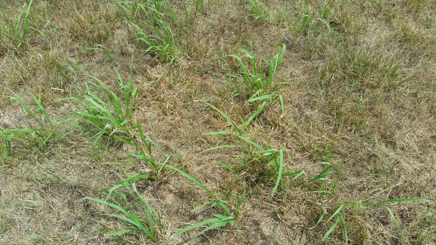 20180619_132702_grass_3.jpg