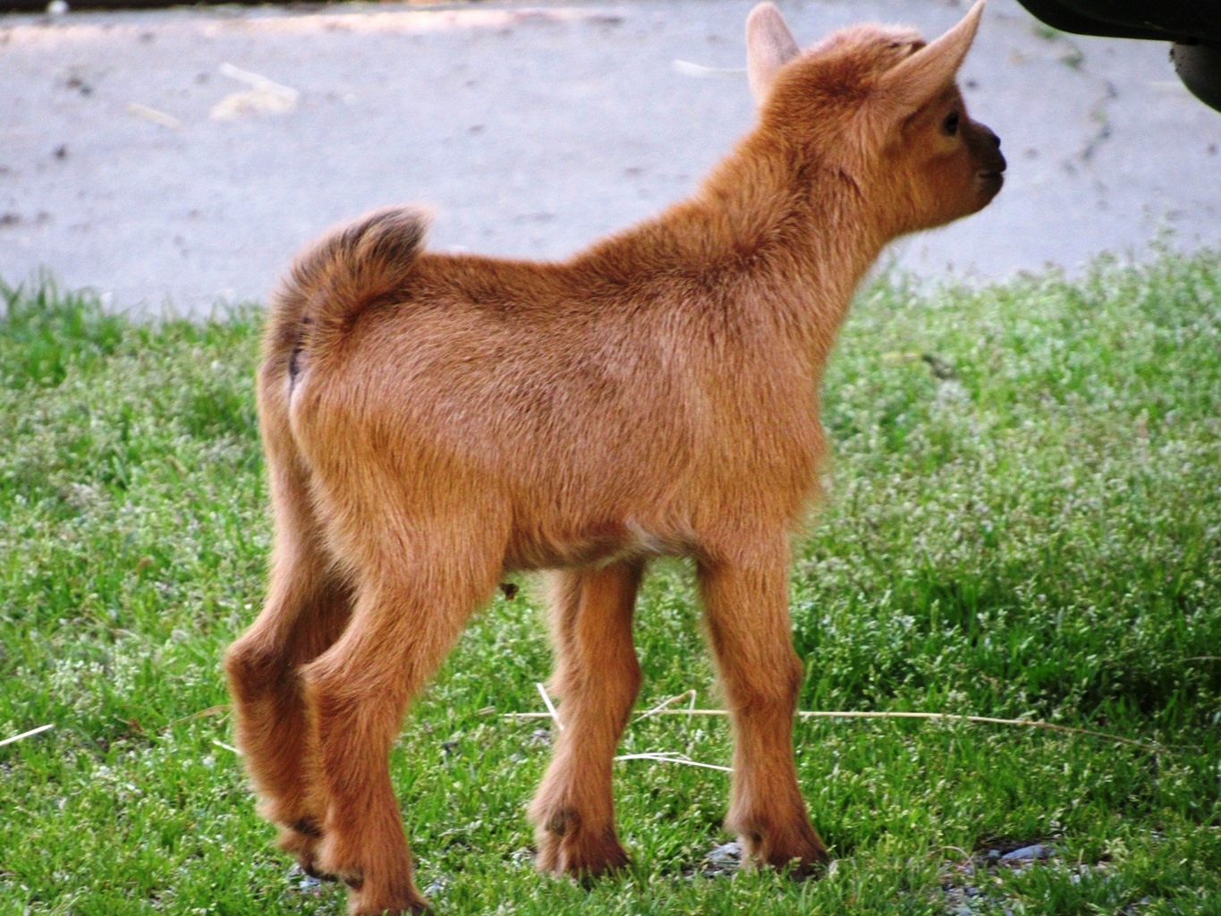 2019 Nigerian kids Wings & Caprines (16).JPG