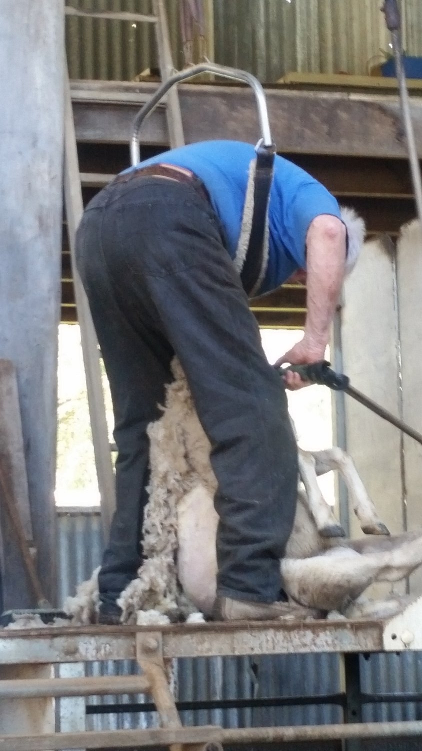 2020 shearing.jpg