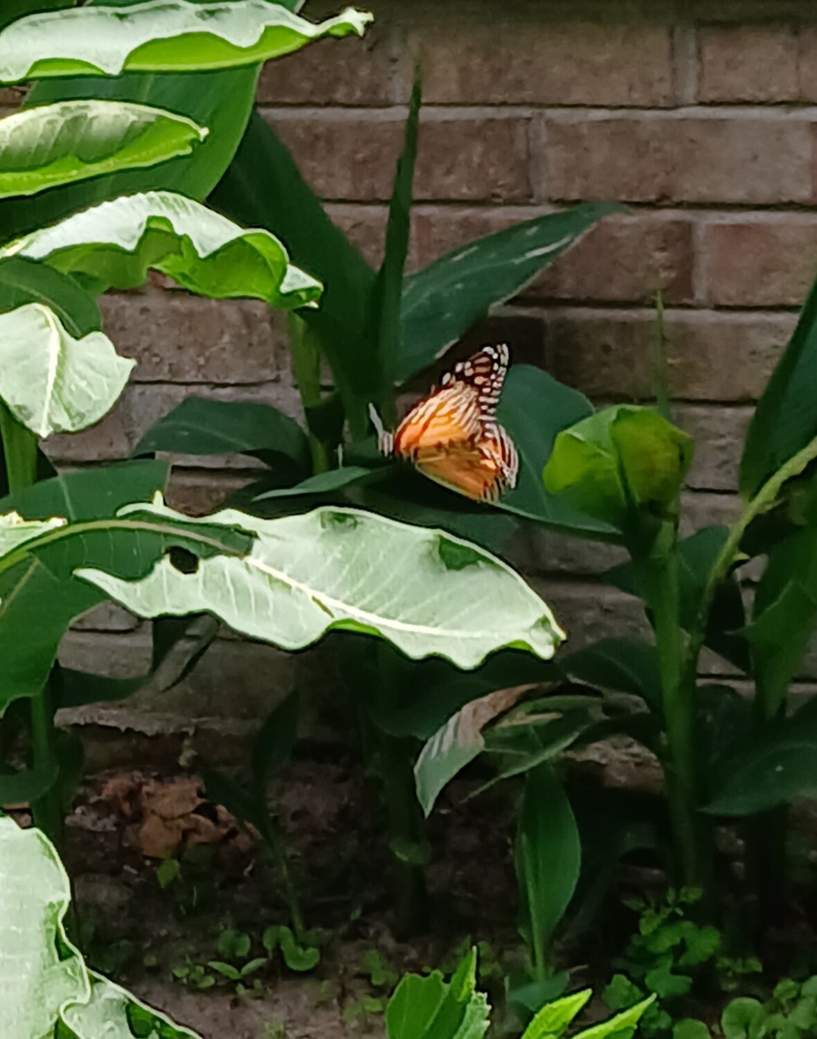 20250523_123159.jpg