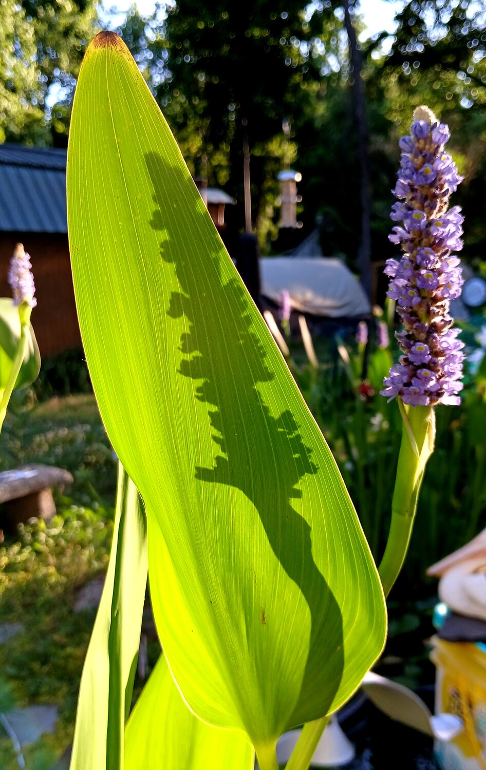 20250523_190433.jpg