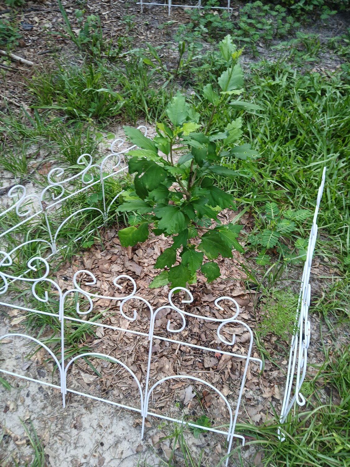 20250629_165141.jpg