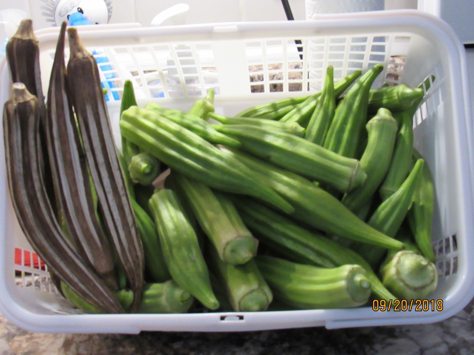 22 Sep 2018 okra.JPG