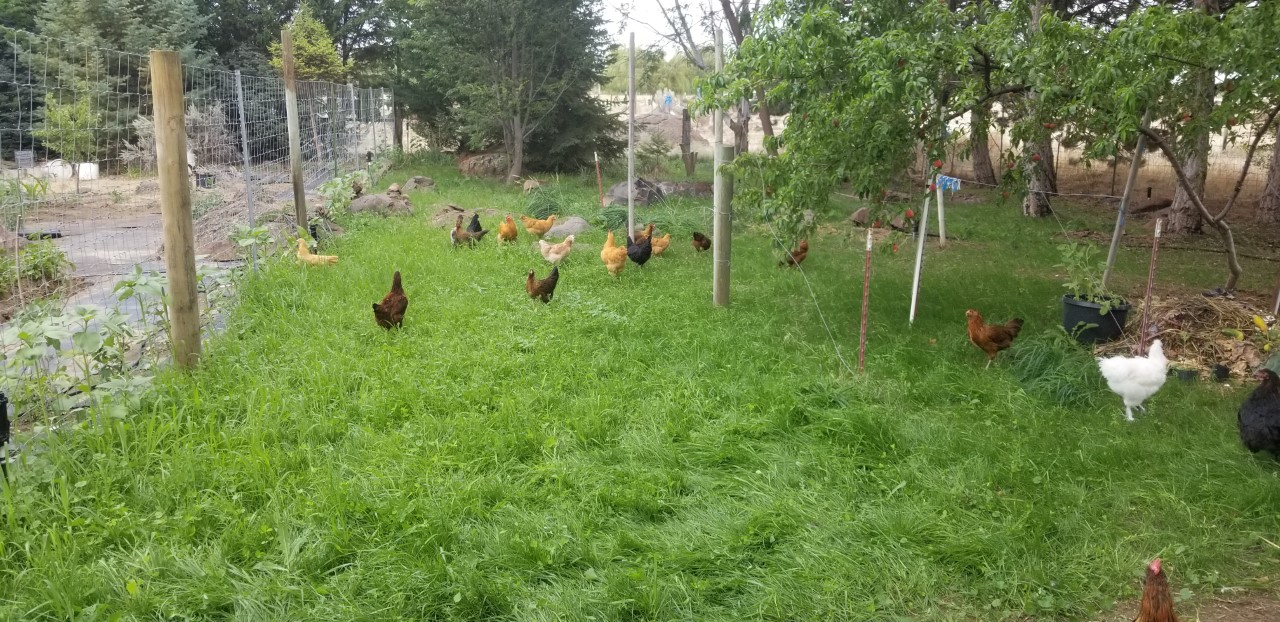 23 Happy Chickens bravely wandering in new pen 7.11.2020.jpg