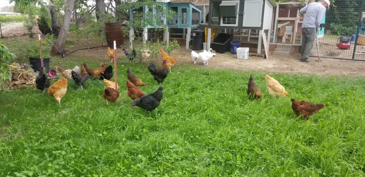 23 Happy Chickens first time in new pen 7.11.2020.jpg