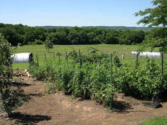 25 June 2017 Tomatoes.JPG