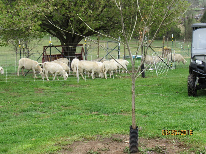 25 Mar 2018 lawn mowing2.JPG