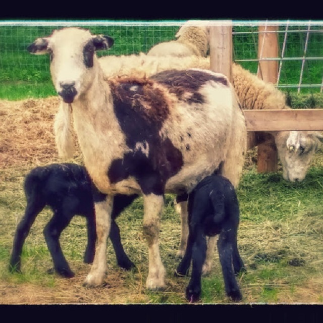 26 and her lambs both nursing 21 May 2017.jpg