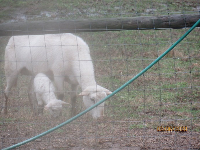 27 ewe lamb 6 Feb 2020.JPG