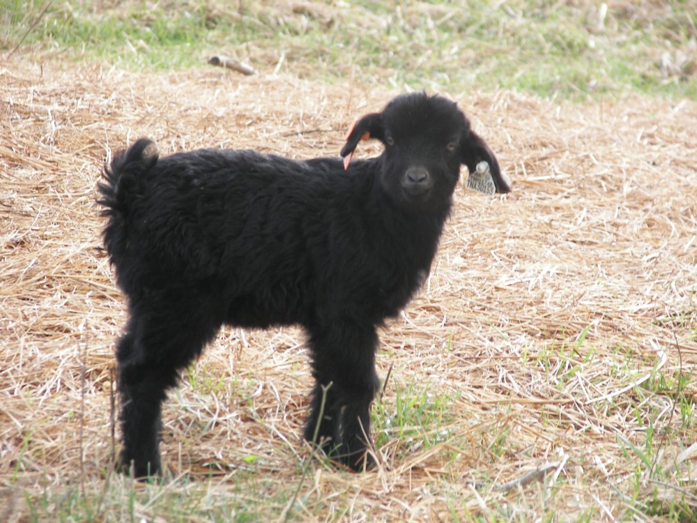 3112015babygoats 003.JPG