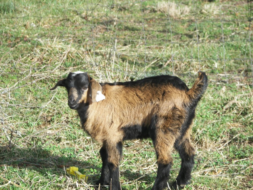 3112015babygoats 004.JPG