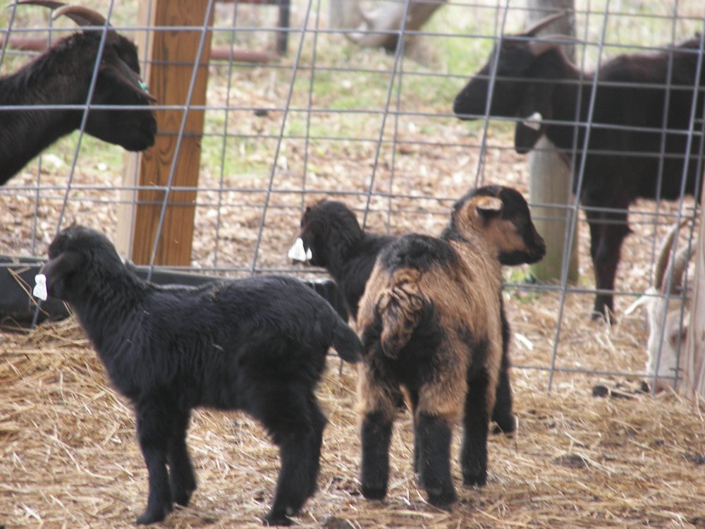 3112015babygoats 006.JPG