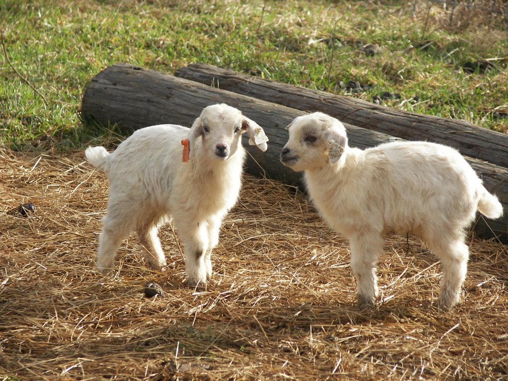 3112015babygoats 007.JPG