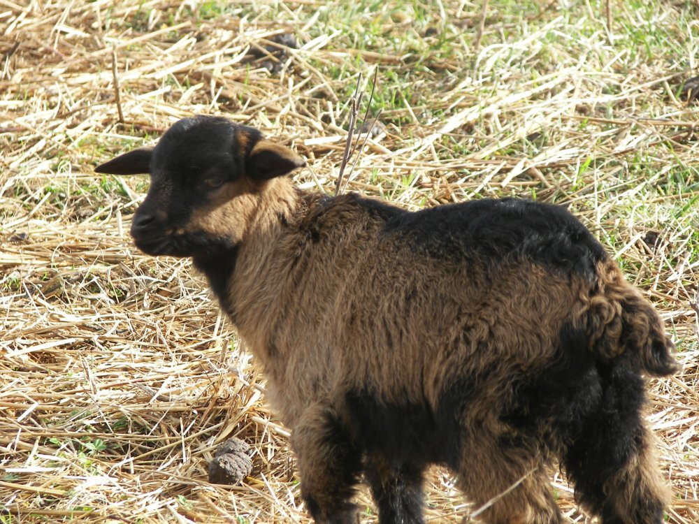 3112015babygoats 008.JPG