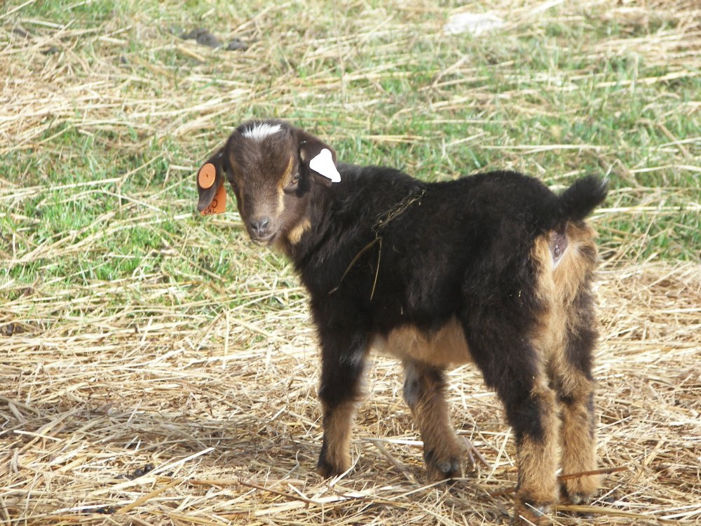 3112015babygoats 009.JPG