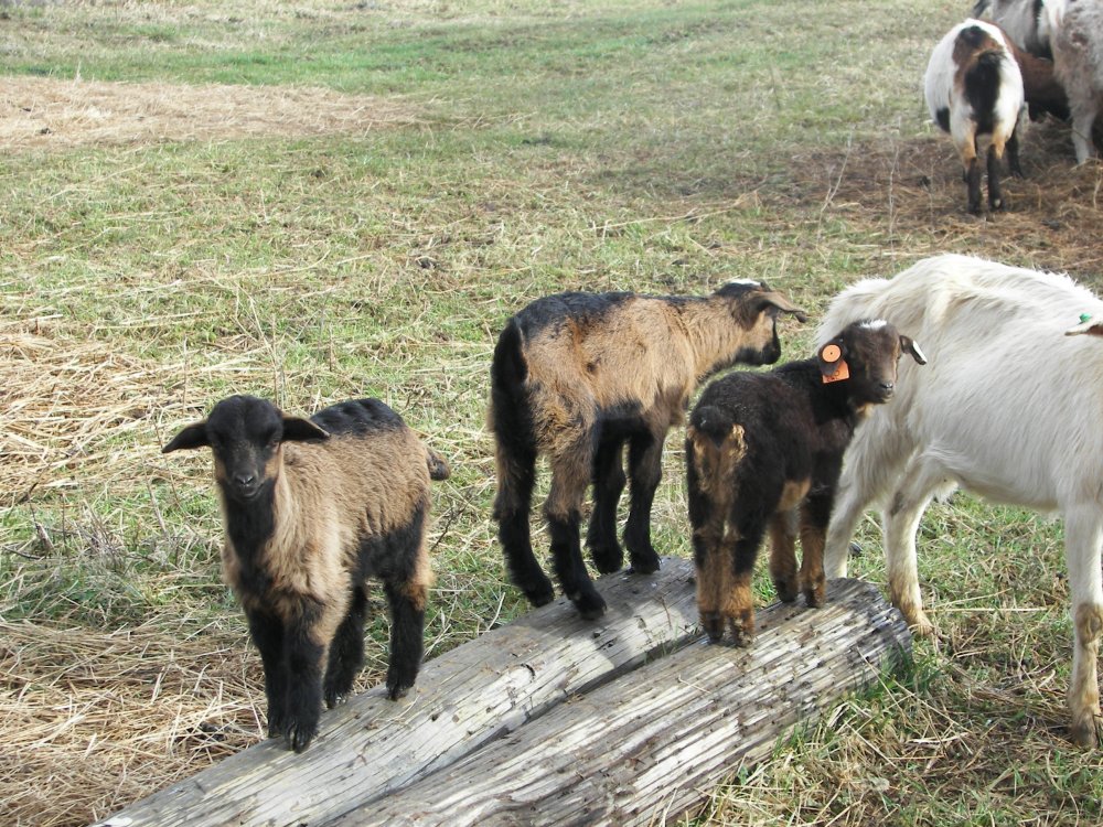 3112015babygoats 017.JPG