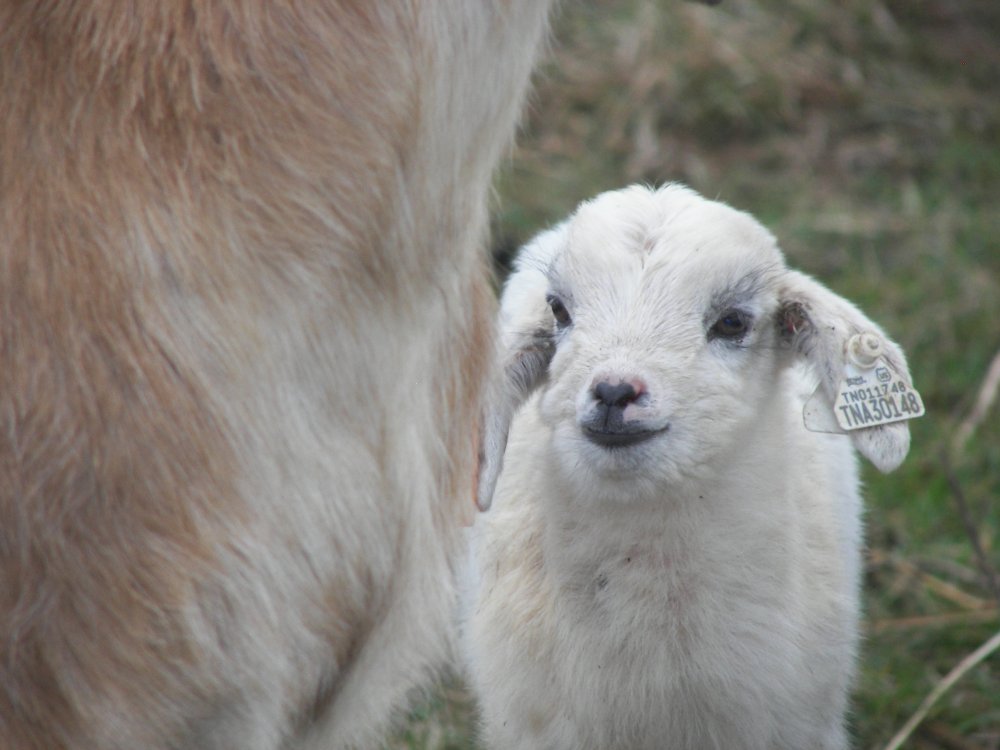 3112015babygoats 026.JPG