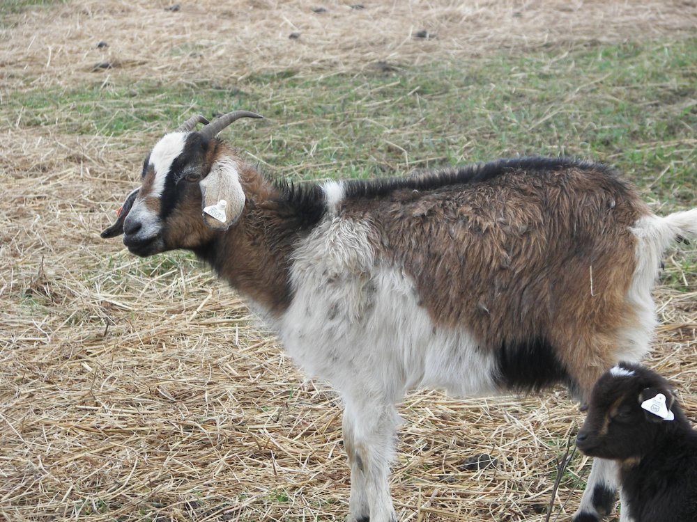 3112015babygoats 028.JPG