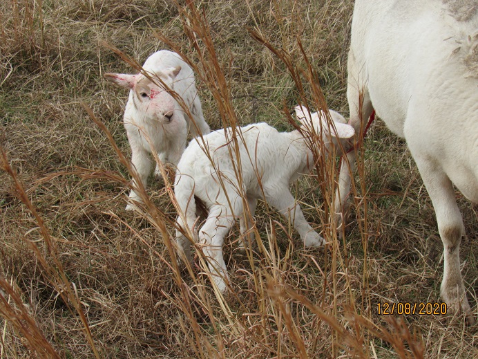 32 8 Dec ewe and ram looking for breakfast.JPG