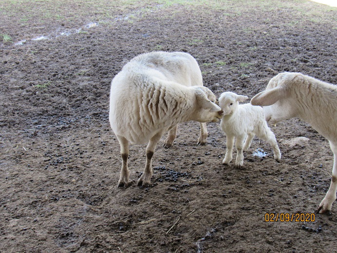 33 ewe lamb 9 Feb 2020.JPG