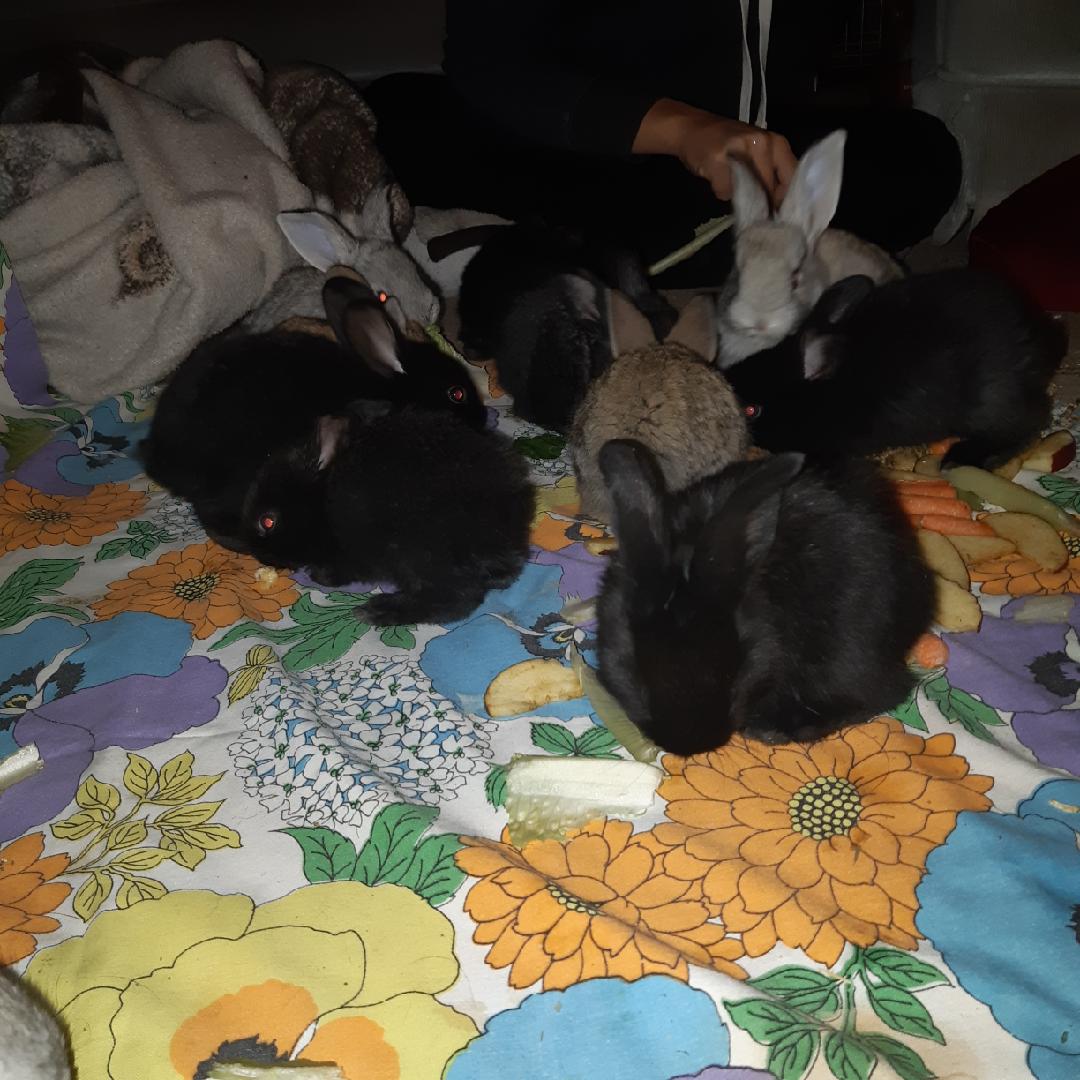 4 weeks old bigbuns.jpeg