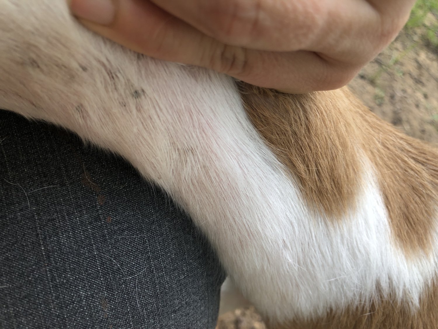 “Rash?” Maybe? BackYardHerds Goats, Horses, Sheep, Pigs & more