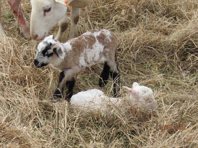 44 8 Dec 2020 color ewe white ram lambs.JPG