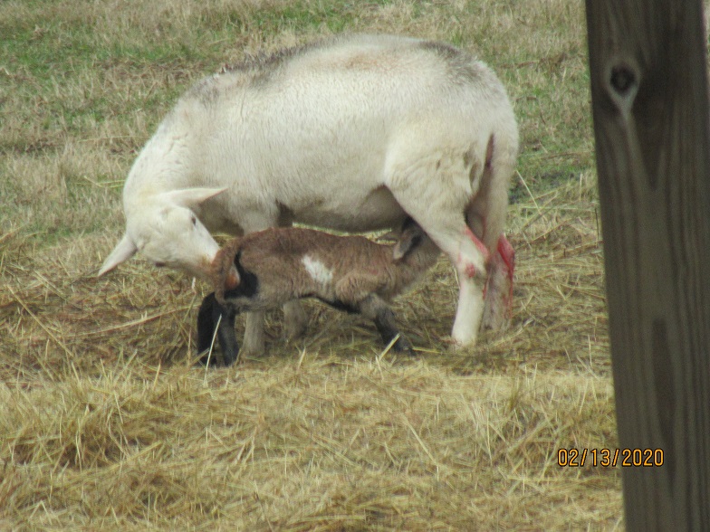 44 ram lamb 13 Feb 2020.JPG