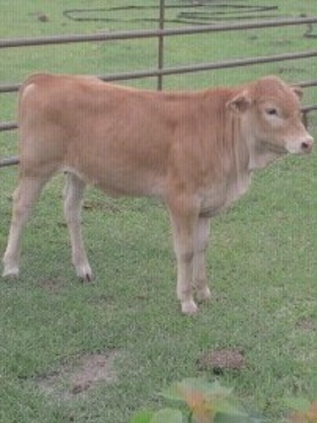 4hcalf.jpg